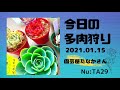 今日の多肉狩りの成果：2021/01/15編