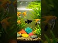 Vibrant Waters: Golden Angelfish & Lush Aquascaping | Neural Canvas