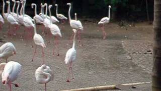 Flamingos, Cape Town zoo