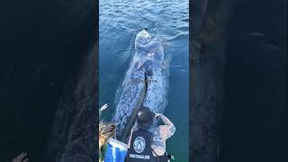 gray whale #fishingvideo #fishing #fypシ #fish #fish #fishinglife #seafood #sea