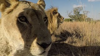 Meet The ELEPHANTS | The Lion Whisperer