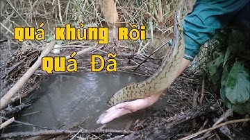 Cắm câu sông | Săn cá chạch lấu khủng sau cơn bão số 10 quá đã