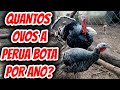 Quantos ovos uma perua bota durante um ano? Como é a postura dos perus? Bota muitos ou poucos ovos?