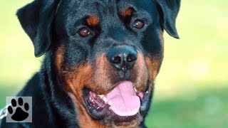 Породы собак - Ротвейлер. [Rottweiler (Dog Breed)]