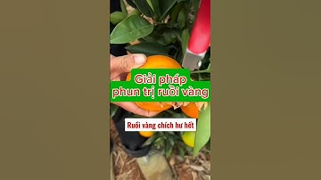 Thuốc phòng trị ruồi vàng trên bưởi, vú sữa, ổi, bưởi, quýt, khổ qua, bầu bí dưa, khổ qua