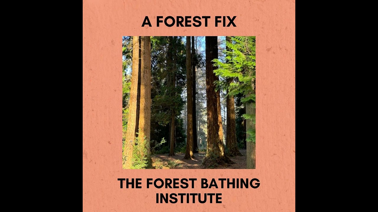 Episode 348: A Forest Fix