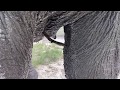 Morula's the elephant self-comforts with her "dolly" | Living With Elephants Foundation