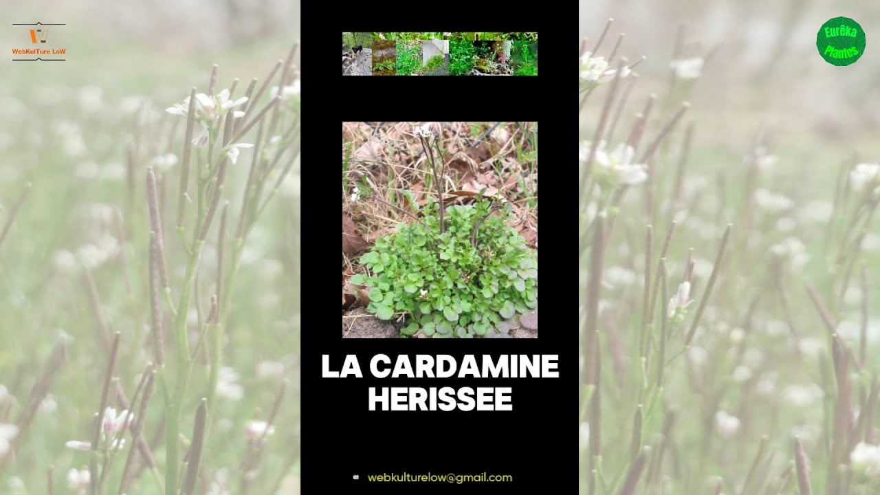 EurêkaPlantes10 La Cardamine Hérissée (