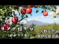 【昭和歌謡】リンゴ村から (石原まさし) 1956年
