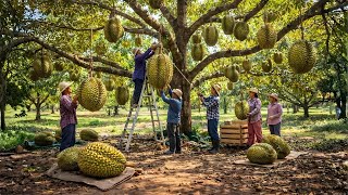 How Thai Farmers Grow Durian That Amazes the Whole World Full Process