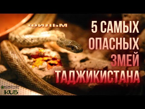 5 самых опасных змей Таджикистана, фильм | 5 Most Dangerous Snakes of Tajikistan