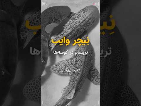 سکس سه نفره در کوسه های پلنگی