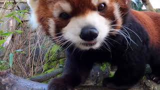 Red Panda Moshu Munches Tasty Treats