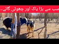 Yak Romance Cow In February | Village Animals|
