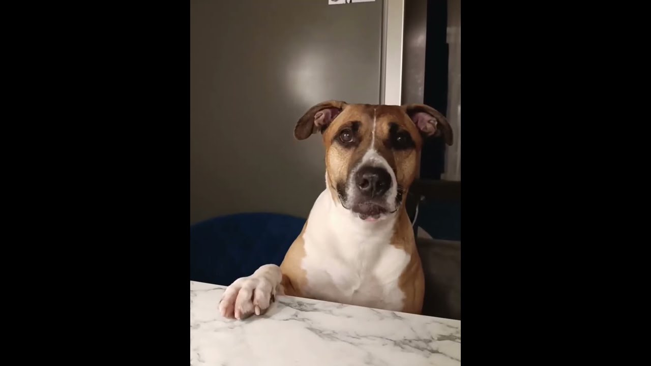 Spoiled Dog Dogs Funnydogs Foryou Fyp Funny
