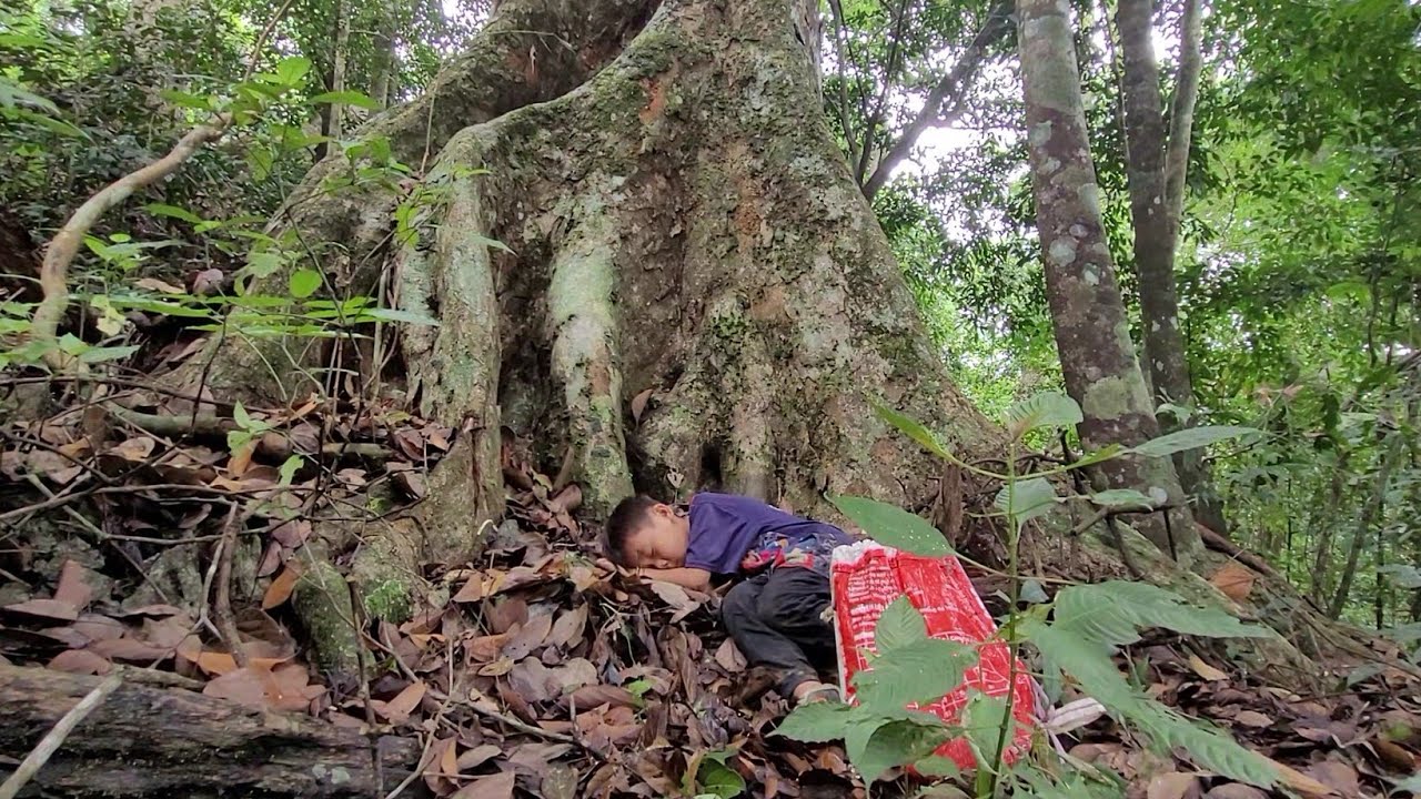 Single mother - trying in vain to find her lost child in the forest. ll ...