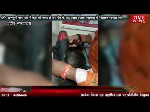 इंदौर अन्नपूर्णा थाना क्षेत्र में कुत्ते को पत्थर से मार मौत के घाट उतारा अज्ञात हमलावर के खिलाफ मामला दर्ज