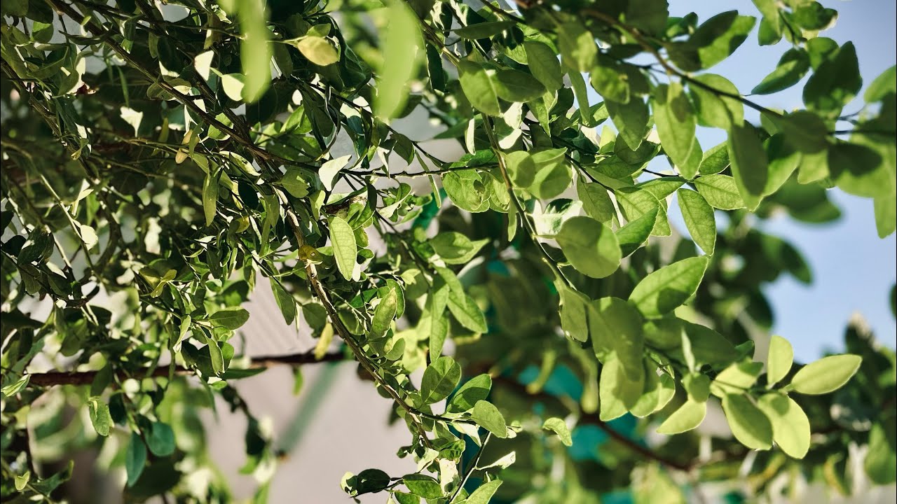 👀Dekho Muktsar night view 🌃