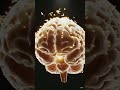 #humanbrain #nervoussystem #youtubeshorts #youtube #youtuber