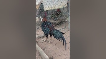 muag tus Qaib Sib Ncaw lau Dub lawm tshuav tu xam bas lawm xwb nawb