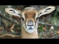 Mhorrgazellen-Nachwuchs im Doppelpack I Tiergarten Schönbrunn