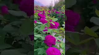 اللهم اجعل القرآن العظيم ربيع قلوبنا ونور صدورنا