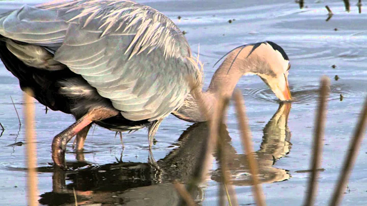 Sturgeon Banks Land Acquisition