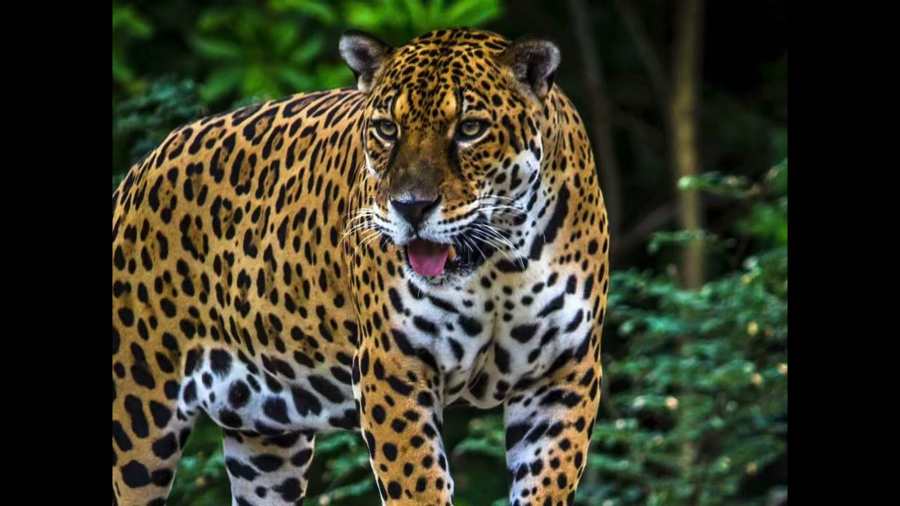 Species Spotlight #1 - Jaguar