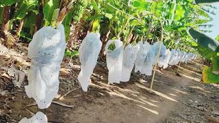 puxadores de banana projeto formoso bom jesus da lapa Bahia