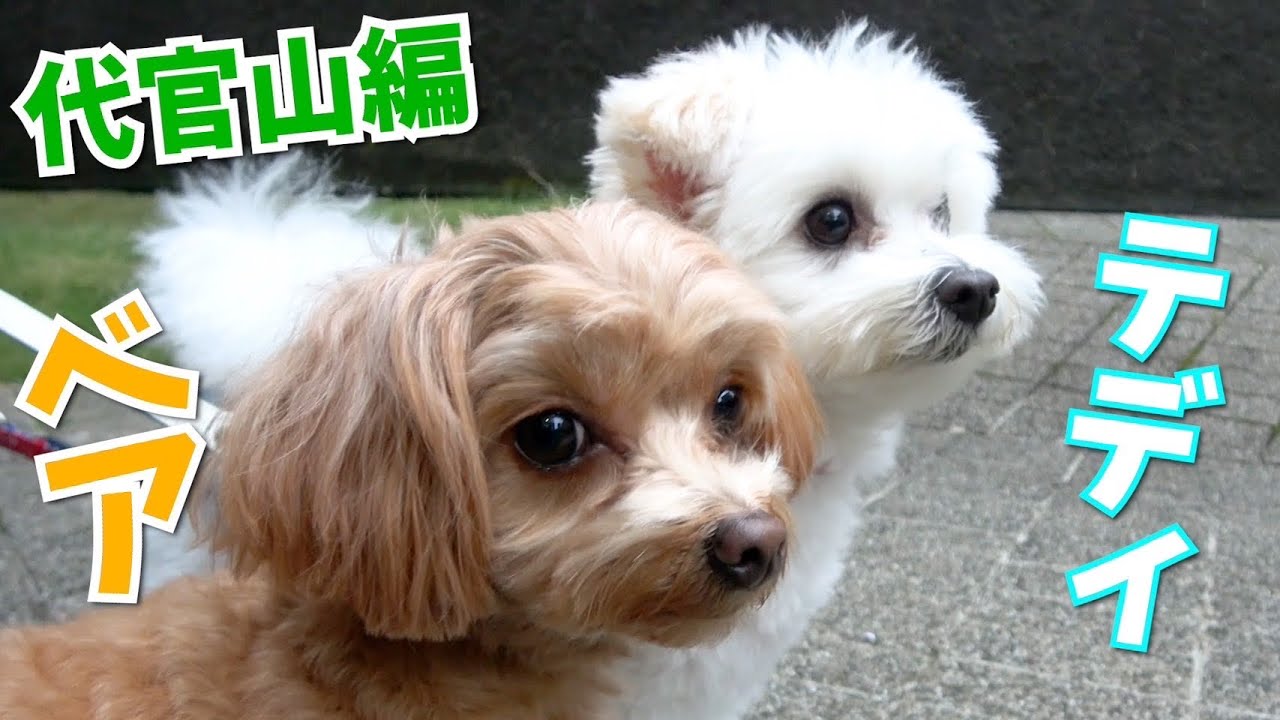 Beloved Dogs] Dogs walking confidently past the high-end brands of