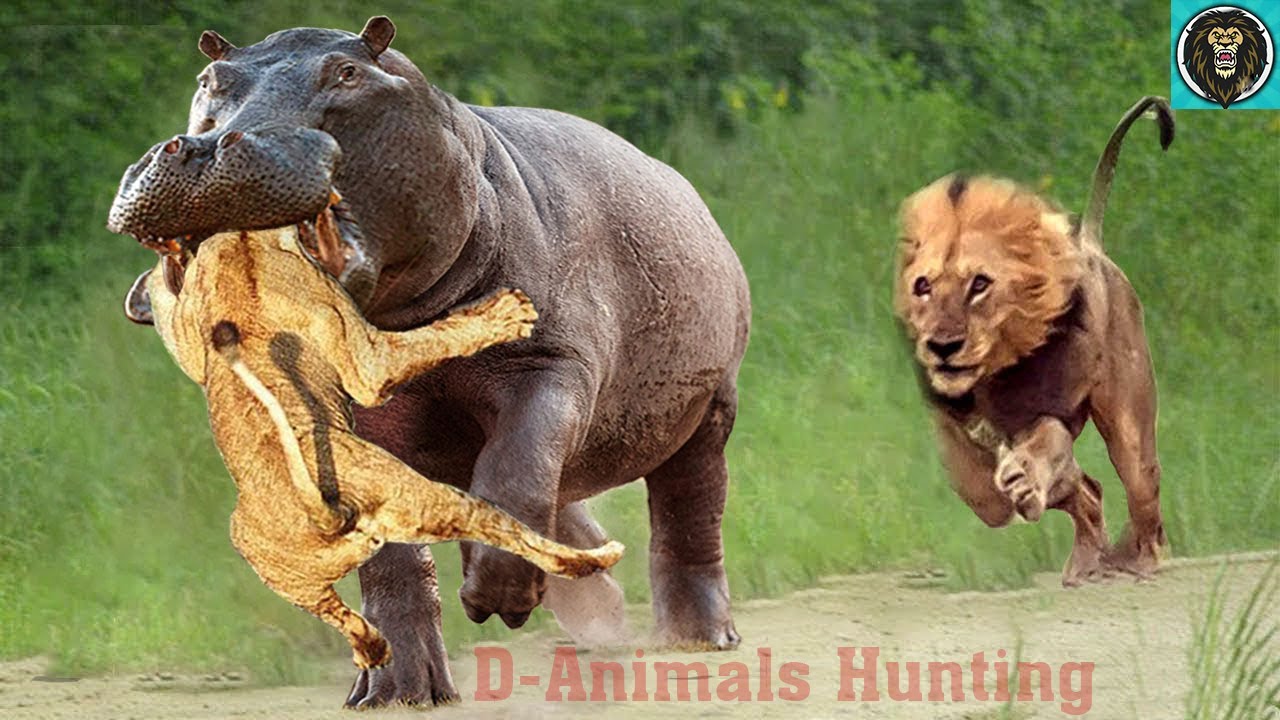 Lion vs Hippo Real Fight Top Moments Lion Hunting Hippo Animals Hunting Animal Fight YouTube