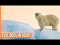 Chasing Polar Bears - Capturing the Arctic&#39;s Untamed Beauty | Full Documentary