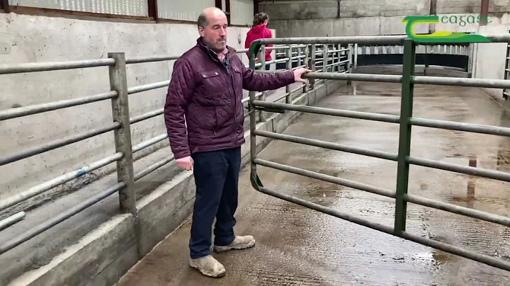 Ken Walsh's impressive indoor cattle handling unit...