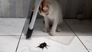 kittens playing with bugs