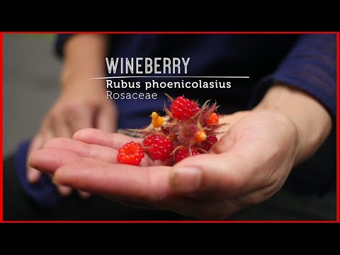 Wideo: Recenzja Wódki Wild Roots Marionberry: Flavored To Perfection