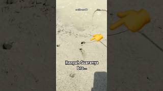 Download Lagu suara sambarannya renyah #shorts #fishing #skills MP3