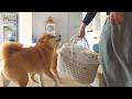 子猫の手術で感動する場面に立ち会いました。