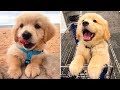 ❤️Cute Puppies Doing Funny Things 2020❤️#1  Cutest Dogs