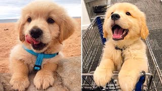❤️Cute Puppies Doing Funny Things 2019❤️#1 Cutest Dogs
