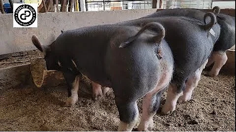 Piglets!  3 minutes of smiles