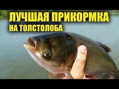 Как приготовить прикормку для толстолоба в домашних условиях