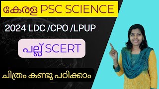 പല്ലുകണ്ടുപഠിക്കാം #keralapscscienceclass #keralapscbiology #humanbodykeralapsc #ldcscienceclass