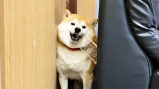 ペットボトルを嬉しそうに持ってくるもそのせいで隙間から出られない柴犬