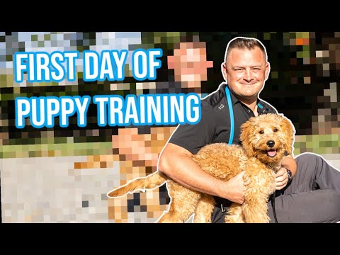 How to Train Puppy | First Day of Training - Goldendoodle | Professional Dog Training