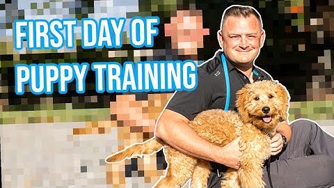 Hoe je een puppy traint | Eerste trainingsdag - Goldendoodle | Professionele hondentraining