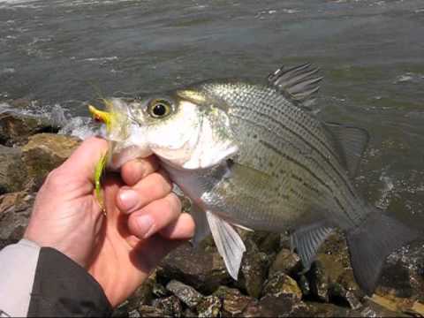 Fly fishing for white bass, Des Moines River 