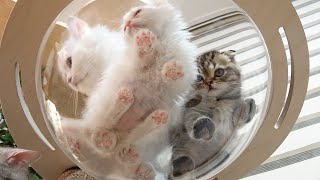 🍞 Watching jelly beans together under the cat tree tower by 스튜디오 그냥 192,324 views 2 years ago 4 minutes, 33 seconds