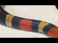 What if the milk snake sees leech leech vs milk snake  live feeding