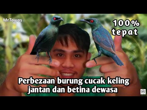 cara membezakan Cucak keling/selangkir dewasa jantan dan betina 100% tepat dan akurat