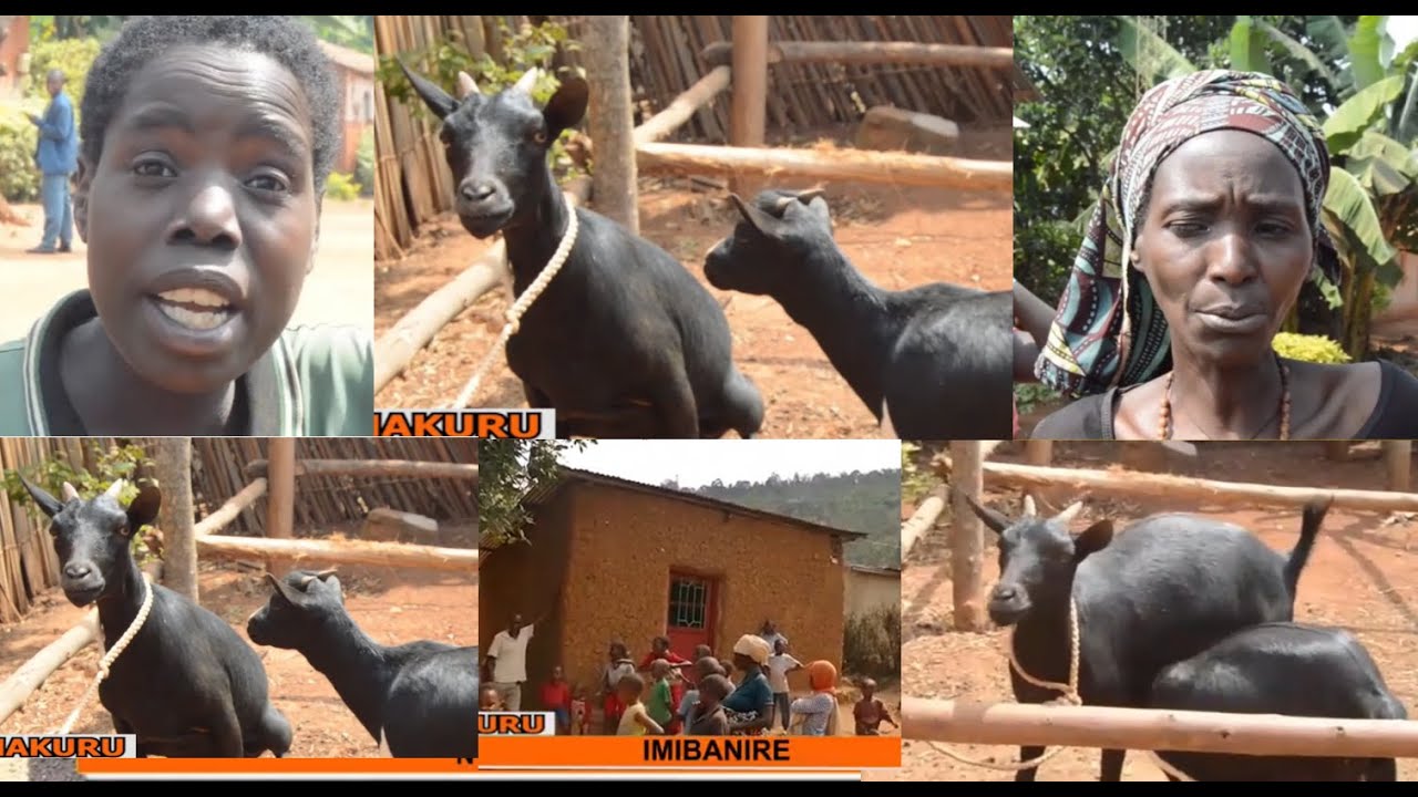 UMUSORE YISHWE N'INKONI YAKUBITIWE AHO YARI AGIYE KUBAGIRA IHENE N'INKOKO YARI YIBYE